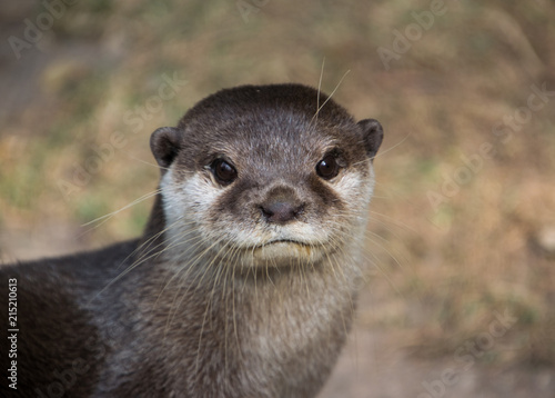 Cute Otter portrait, head and neck only with his mouth closed