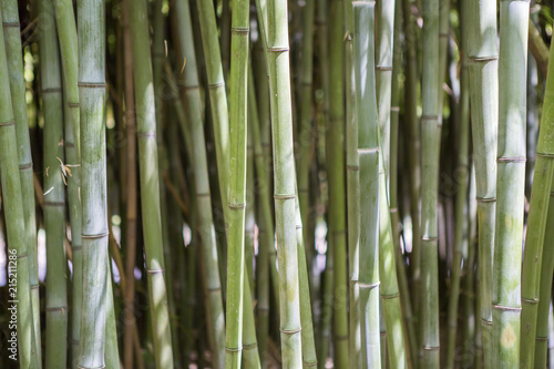 Fototapeta Naklejka Na Ścianę i Meble -  Forêt de bambous