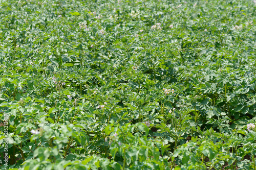 Wallpaper Mural blooming potato stalks on the field with a summer sunny day Torontodigital.ca