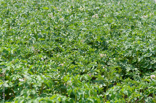 blooming potato stalks on the field with a summer sunny day