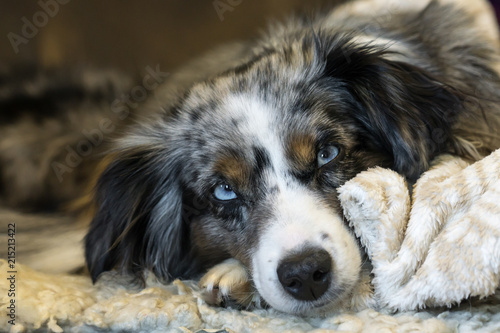 Mili the Miniature Australian Shepherd, Stunning Blue Eyes, posing, sleeping