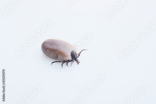 dangerous insect tick