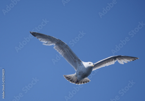 flying sea gull