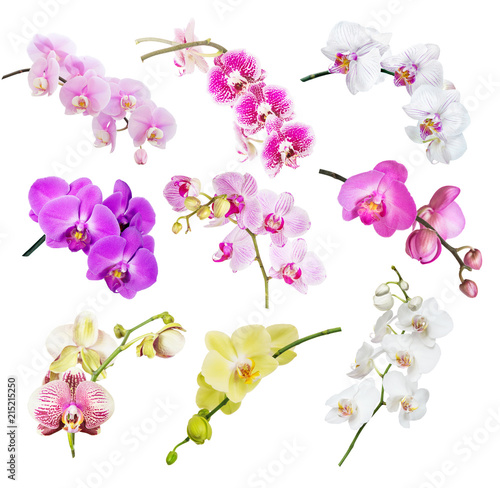 Multicolored orchids on white
