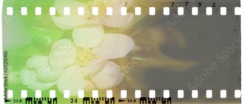 Vintage film strip frame with faded apple blossoms. Green, white, yellow and brown tones.