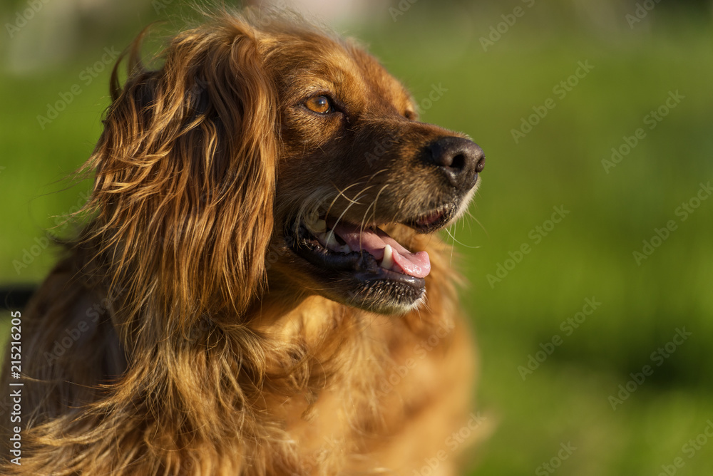red-haired English cocker spaniel red-haired English cocker spaniel