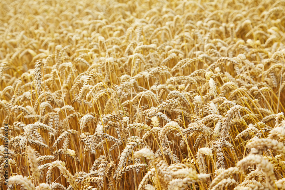 Wheat field. Ears of golden wheat close up. Beautiful Landscape. Rural Scenery early in the morning. Background of ripe ears of wheat field. Rich harvest Concept. Copy space. Wheat field. Ears of golden wheat close up. Beautiful Landscape. Rural Scenery early in the morning. Background of ripe ears of wheat field. Rich harvest Concept. Copy space.