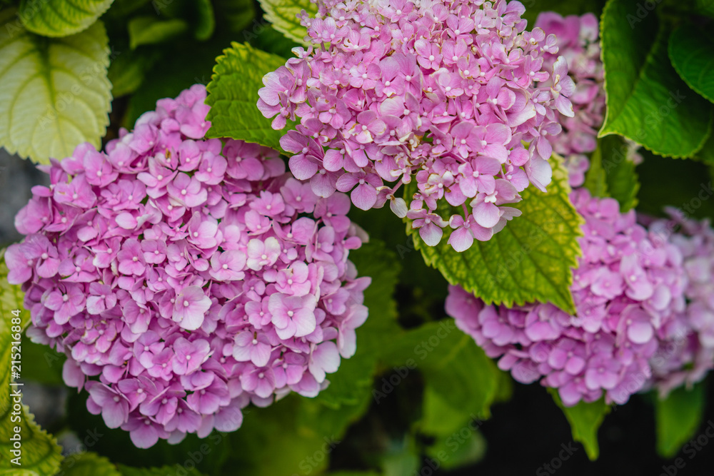 Hydrangea macrophylla - Beautiful bush of hydrangea flowers Hydrangea macrophylla - Beautiful bush of hydrangea flowers