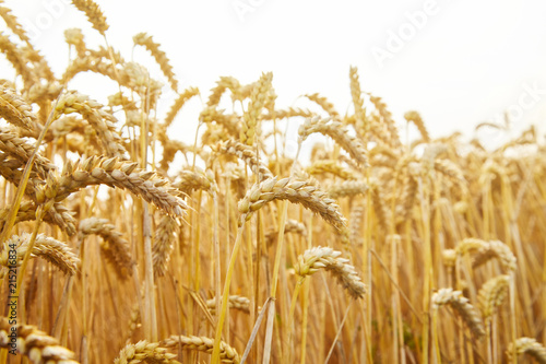 Wheat field. Ears of golden wheat close up. Beautiful Landscape. Rural Scenery early in the morning. Background of ripe ears of wheat field. Rich harvest Concept. Copy space. 