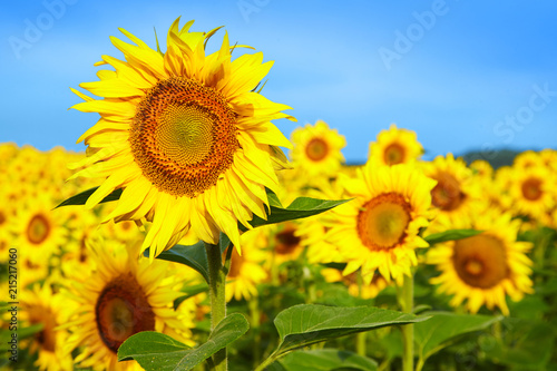 Fields with an infinite sunflower. Agricultural field. Sunflowers blooming in the bright blue sky  nice landscape with sunflowers