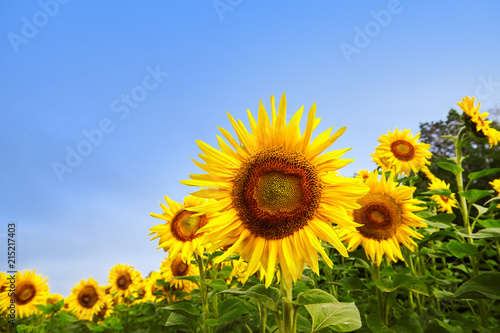 Fields with an infinite sunflower. Agricultural field. Sunflowers blooming in the bright blue sky  nice landscape with sunflowers