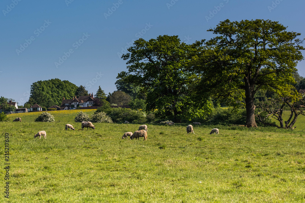 Obraz premium sheeps on field