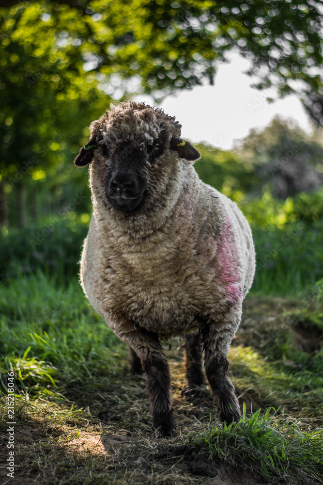 Obraz premium sheep close up