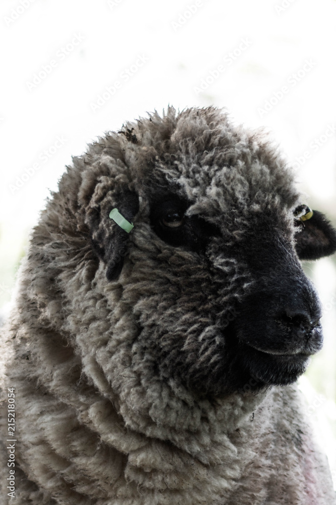 black and white sheep black and white sheep