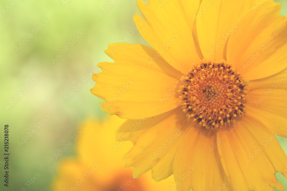 Yellow flowers of lance leaved tickseeds of the sunflower family, coreopsis (Coreopsis pubescens) in garden. Yellow flowers of lance leaved tickseeds of the sunflower family, coreopsis (Coreopsis pubescens) in garden.
