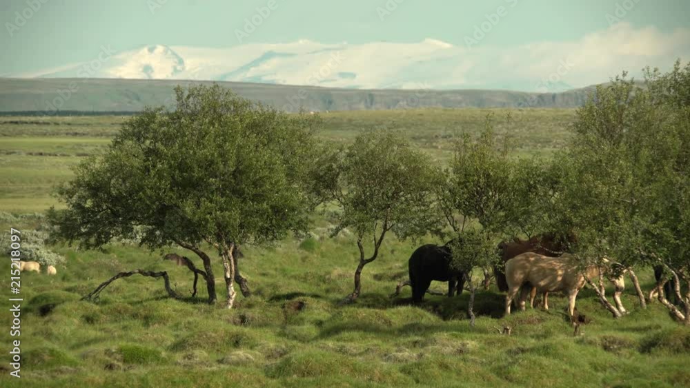 Icelandic horses under tree shade in scenic farmland, Hekla volcano Iceland.mov Icelandic horses under tree shade in scenic farmland, Hekla volcano Iceland.mov