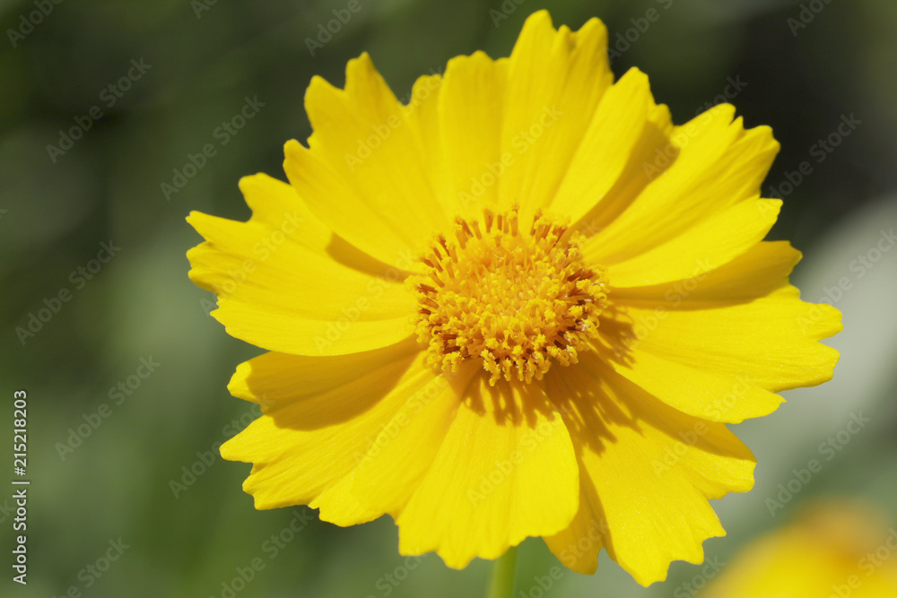 Yellow flowers of lance leaved tickseeds of the sunflower family, coreopsis (Coreopsis pubescens) in garden. Yellow flowers of lance leaved tickseeds of the sunflower family, coreopsis (Coreopsis pubescens) in garden.