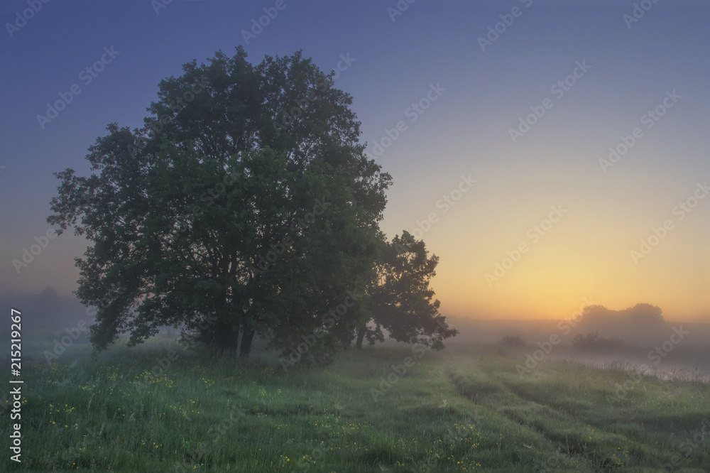 Summer landscape of grassy meadow with trees in the early morning at sunrise. Belarus nature on clear morning at dawn. Grass and tree against sunlight on horizon. Naturel rural scene of amazing