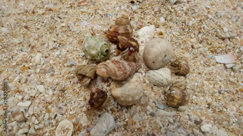 Hermit crab on the beach running away. Top view. Concept of hiding from problems photo