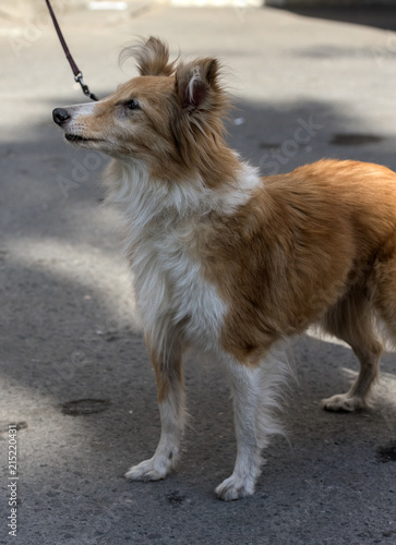 old 12 year old sheltie dog photo