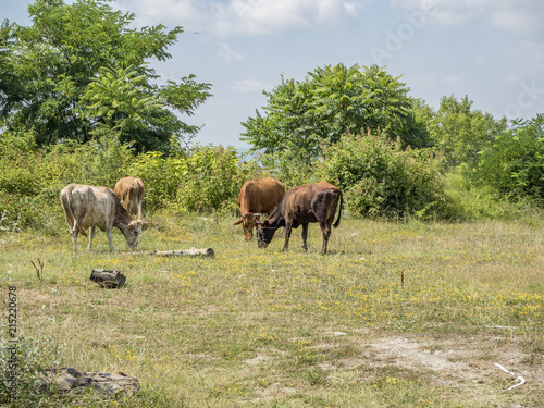 Cows sip on the green glade © jockermax3d