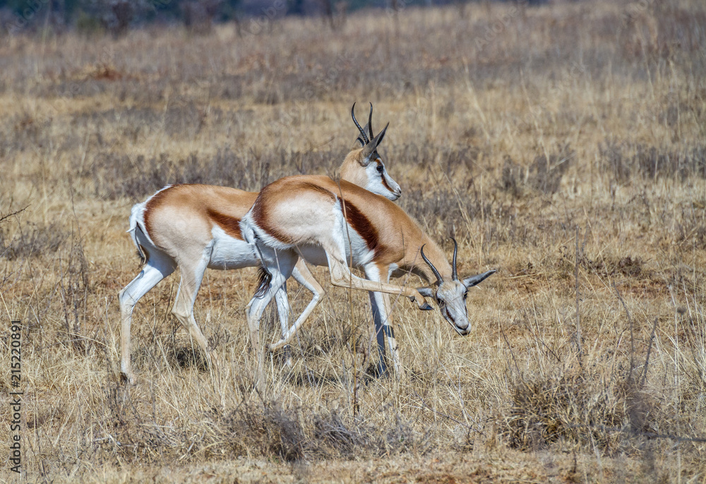 The springbok is a medium-sized antelope found mainly in southern and southwestern Africa The springbok is a medium-sized antelope found mainly in southern and southwestern Africa