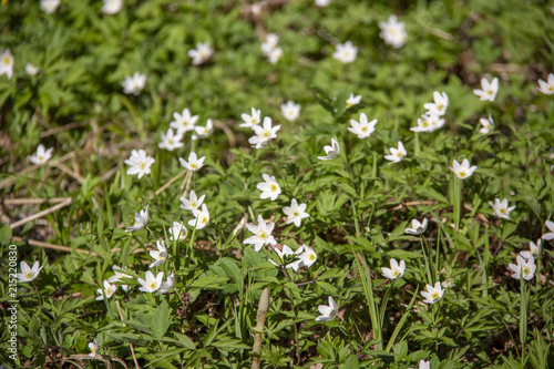 white flowers in the wood