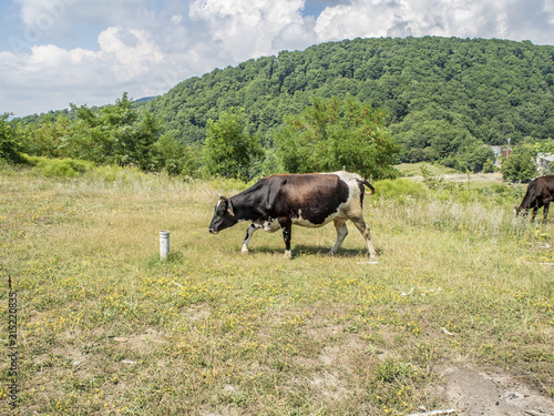 Fototapeta Naklejka Na Ścianę i Meble -  Cows sip on the green glade