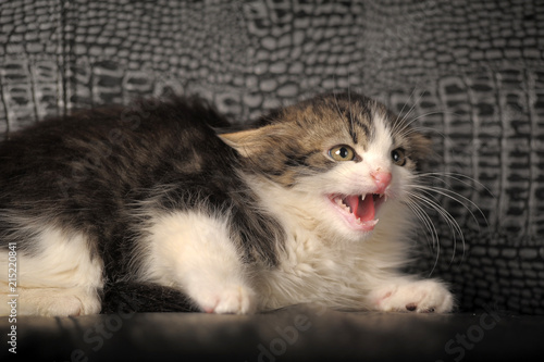 Fotografija frightened Siberian kitten hissing