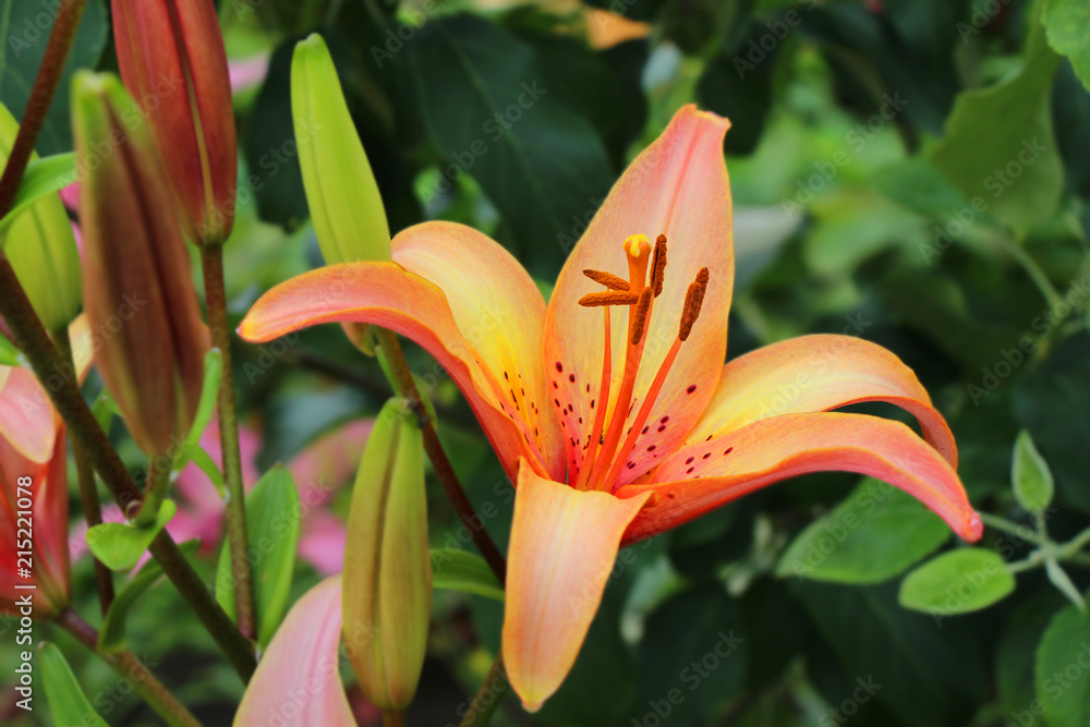 nature, spring, flower, garden, beautiful, plant, green, summer, blue, flora, bloom, yellow, many, blossom, orange, petal, sky, bright, season, fresh, color, background, leaf, beauty, sunlight, summer