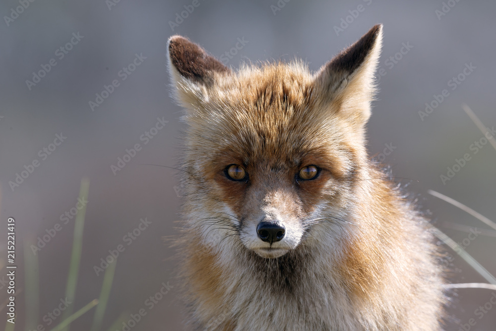 Fototapeta premium Fox Portrait