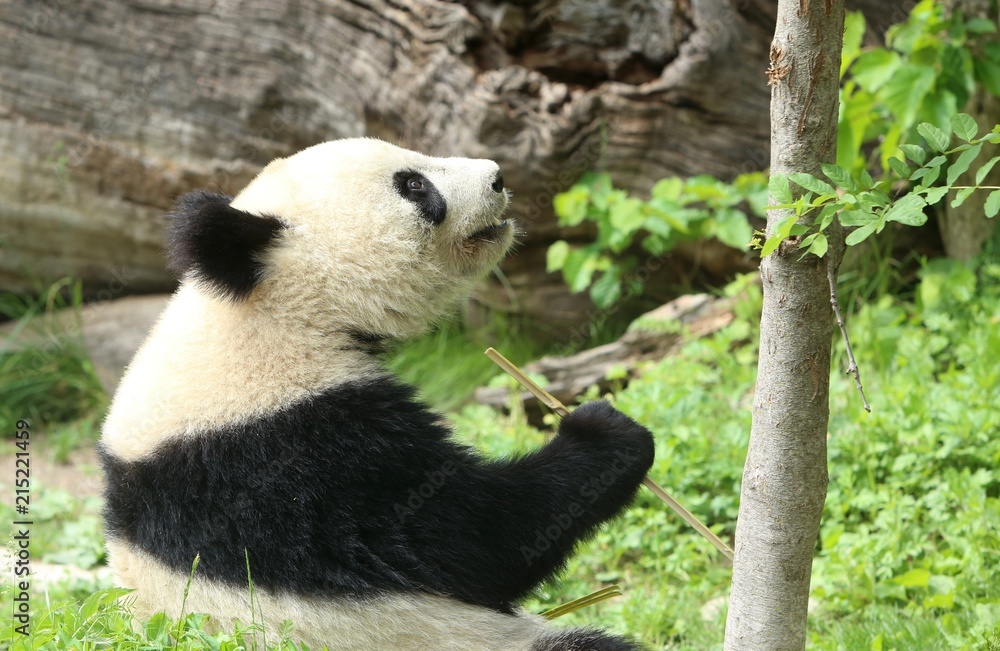 Obraz premium Panda bear eating and relaxing