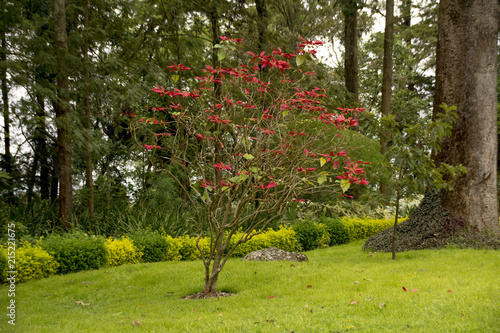 apple tree with red flowers