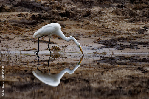 Egret Reflection