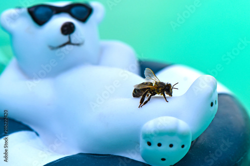 Wet honey bee (Apis mellifica) rescuing from the pool on a plastic polar bear photo