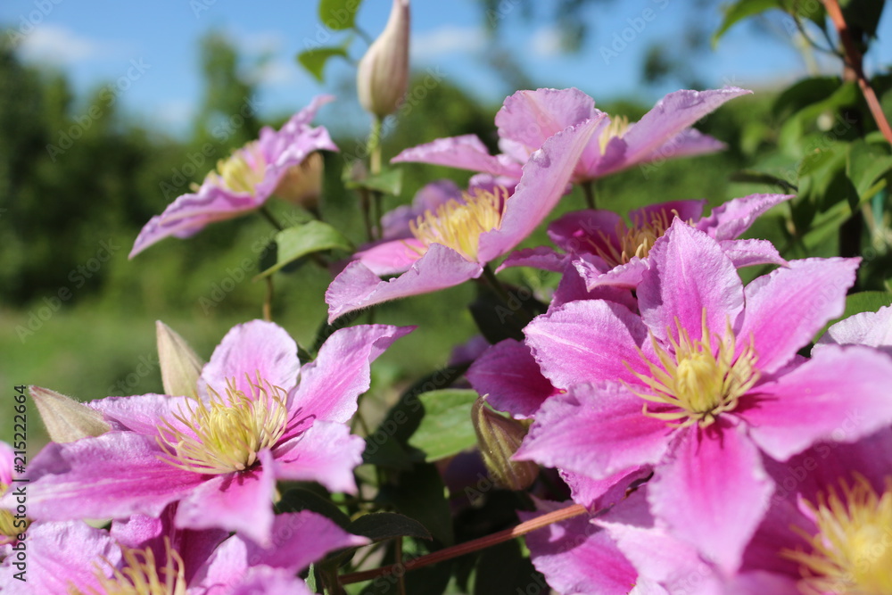 beautiful pink clematis flower сurling in the sky background beautiful pink clematis flower сurling in the sky background