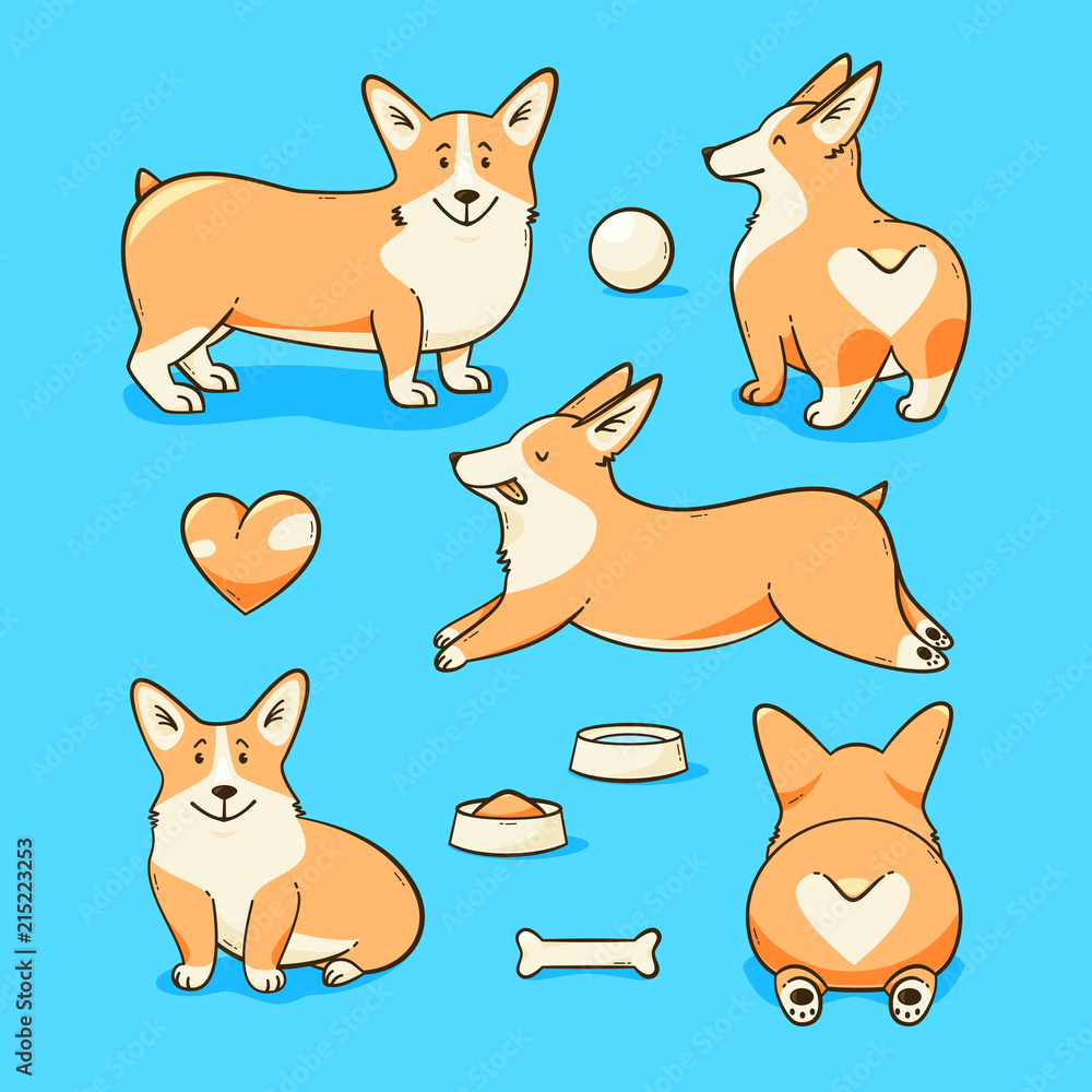 Welsh corgi dog