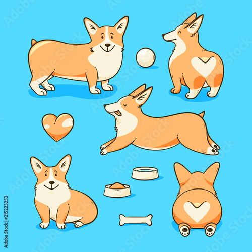Welsh corgi dog