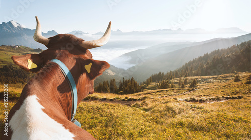 the happy cow in the alps photo