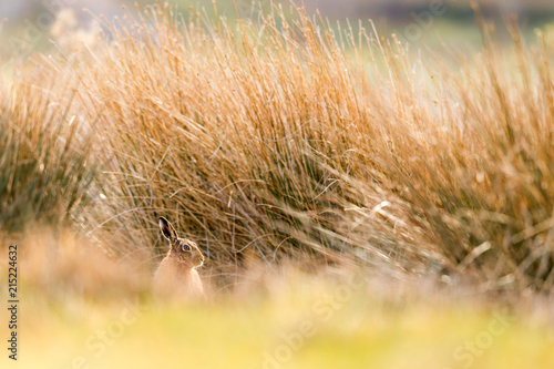 Brown Hare in long grasses