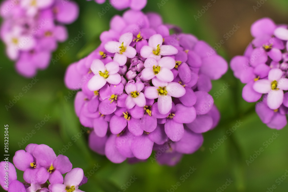 Obraz premium Iberis iberis flower inflorescence purple close-up on a dark background