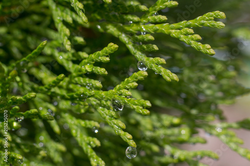 dew Thúja drops of water branches after rain plant close-up