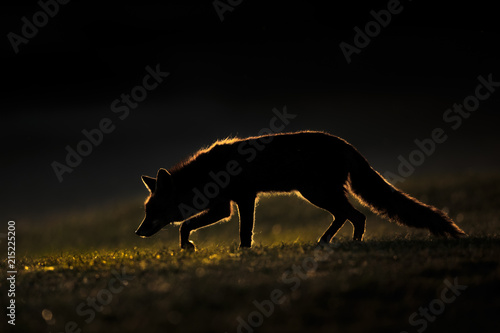 Red Fox in Countryside