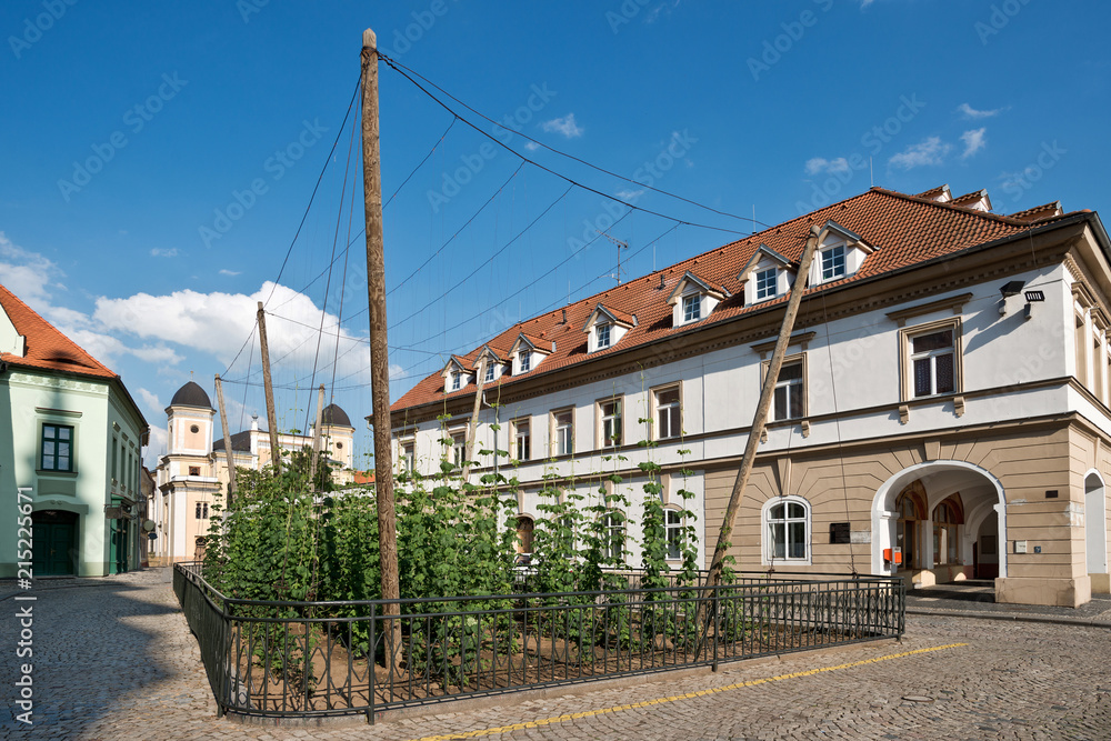 The smallest hop field in the world in Zatec town. Czech Republic. The smallest hop field in the world in Zatec town. Czech Republic.