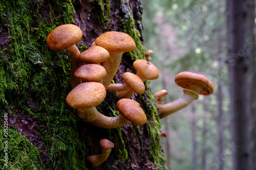 Opieńka miodowa (Armillaria ostoyae) photo