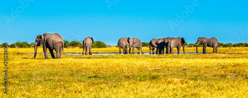 Photography Herd of african elephants at waterhole