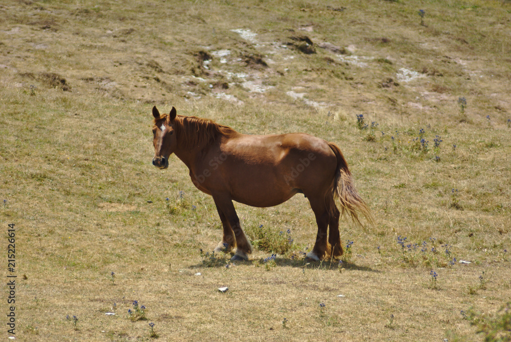 Fototapeta premium Cavallo allo stato brado sui pascoli del monte nerone