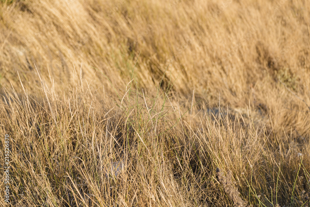 Dry grass on yellow sand on a sunny day. Dry grass on yellow sand on a sunny day.