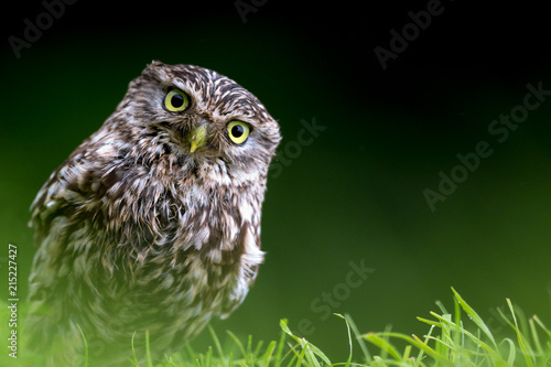 Little Owl portrait