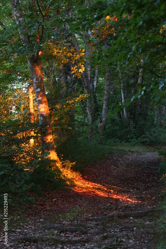 Sous bois au lever du soleil
